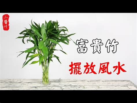 開運竹放冰箱上|開運竹擺放小秘訣：讓幸運能量倍增！